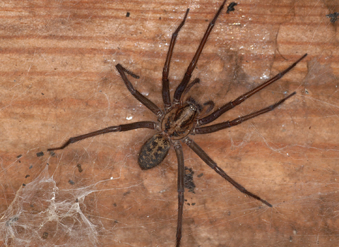 spider-pests