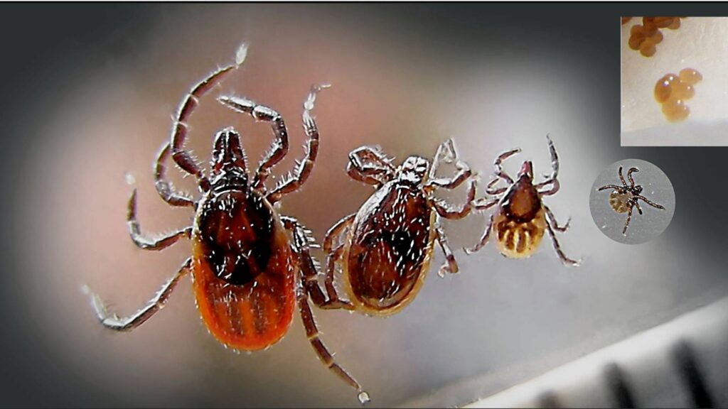 ticks-pests-control