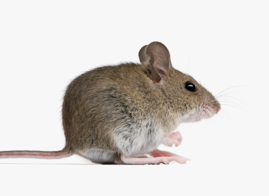 mice-pests-control